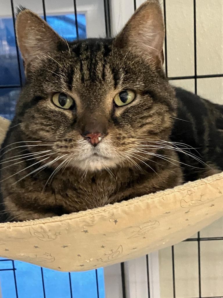 Brownie, a Adoptable mixed breed in Lunenburg, MA image 2/2