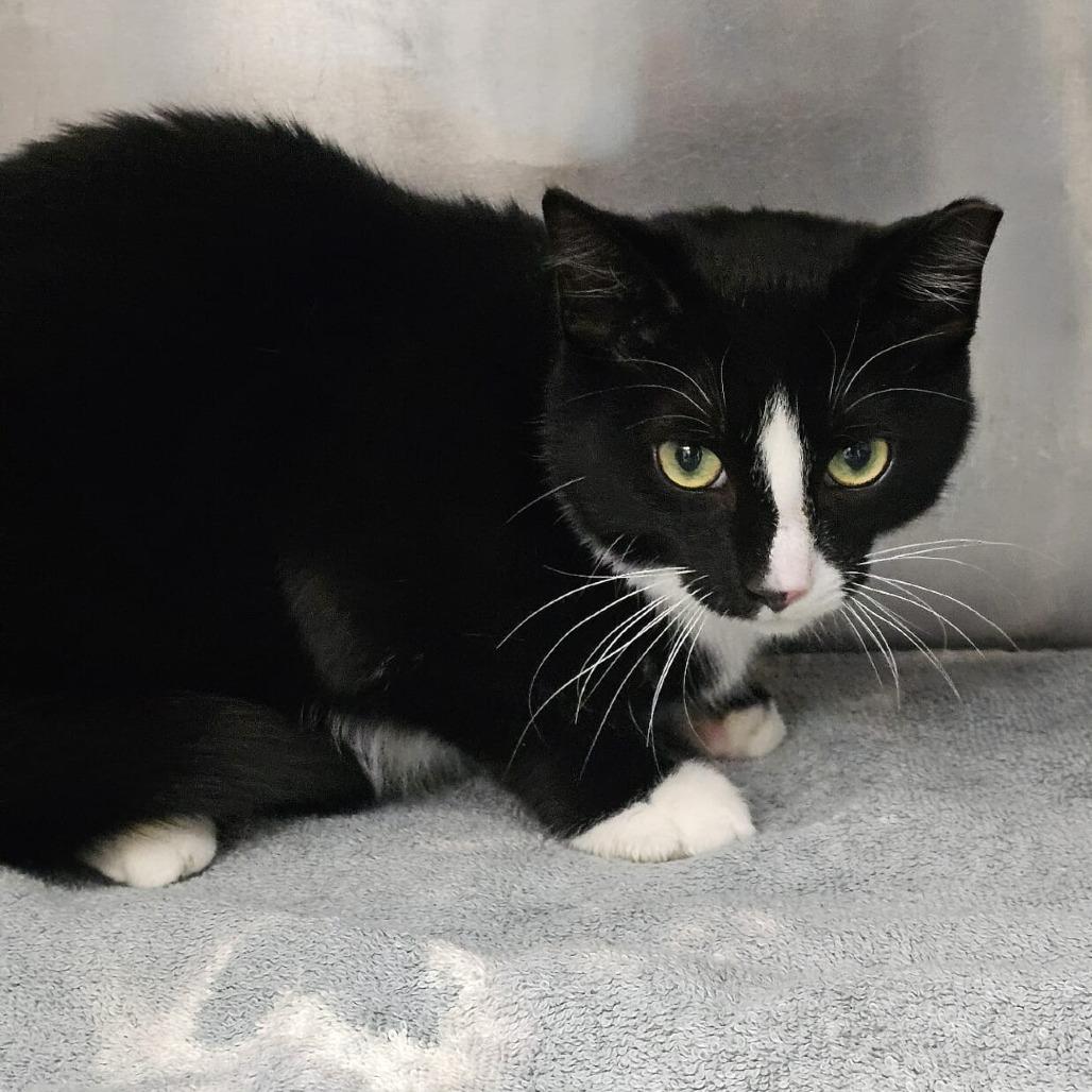 Paprika, Adoptable, Adult Male Domestic Short Hair.