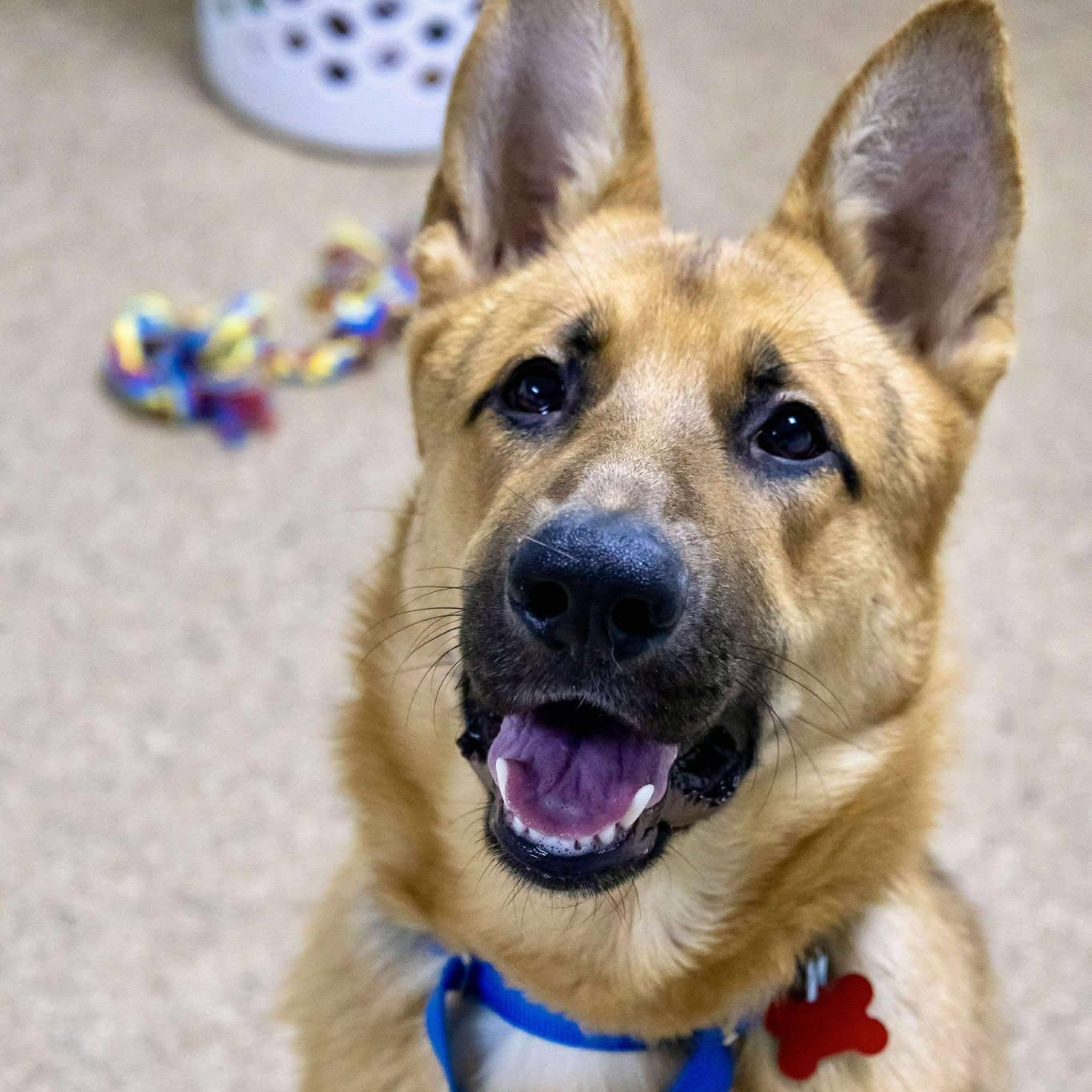 Enlarge Ozzy, an adoptable German Shepherd Dog in Valparaiso, IN image 1/3