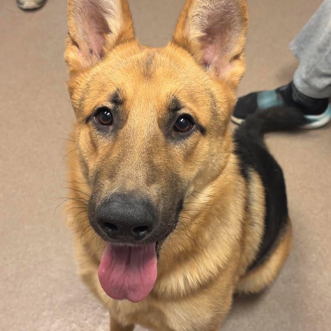Enlarge Ozzy, an adoptable German Shepherd Dog in Valparaiso, IN image 2/3