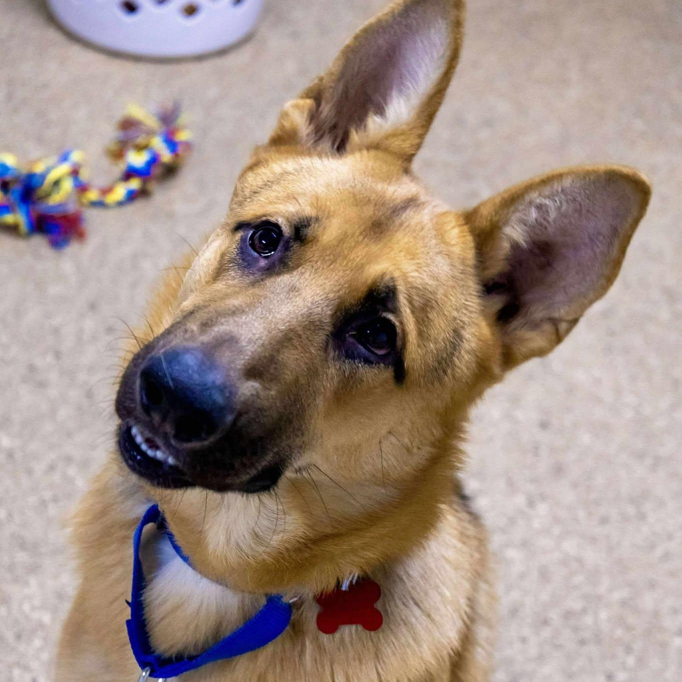 Enlarge Ozzy, an adoptable German Shepherd Dog in Valparaiso, IN image 3/3