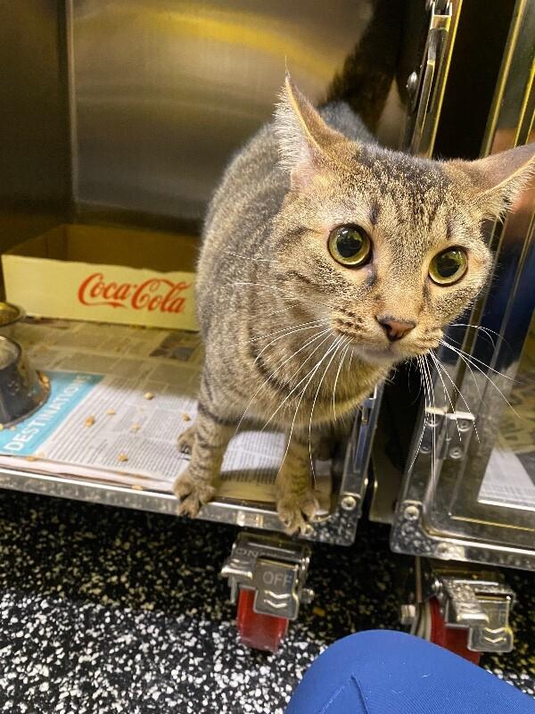 Enlarge Simon, a Adoptable Domestic Short Hair in Jackson, TN image 1/5