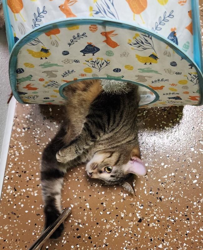 Enlarge Simon, a Adoptable Domestic Short Hair in Jackson, TN image 2/5