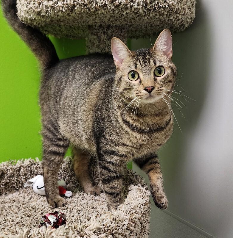Enlarge Simon, a Adoptable Domestic Short Hair in Jackson, TN image 3/5