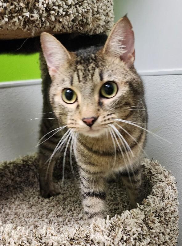 Enlarge Simon, a Adoptable Domestic Short Hair in Jackson, TN image 4/5