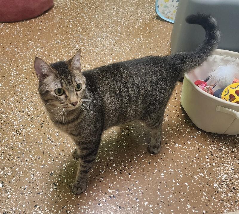 Enlarge Simon, a Adoptable Domestic Short Hair in Jackson, TN image 5/5