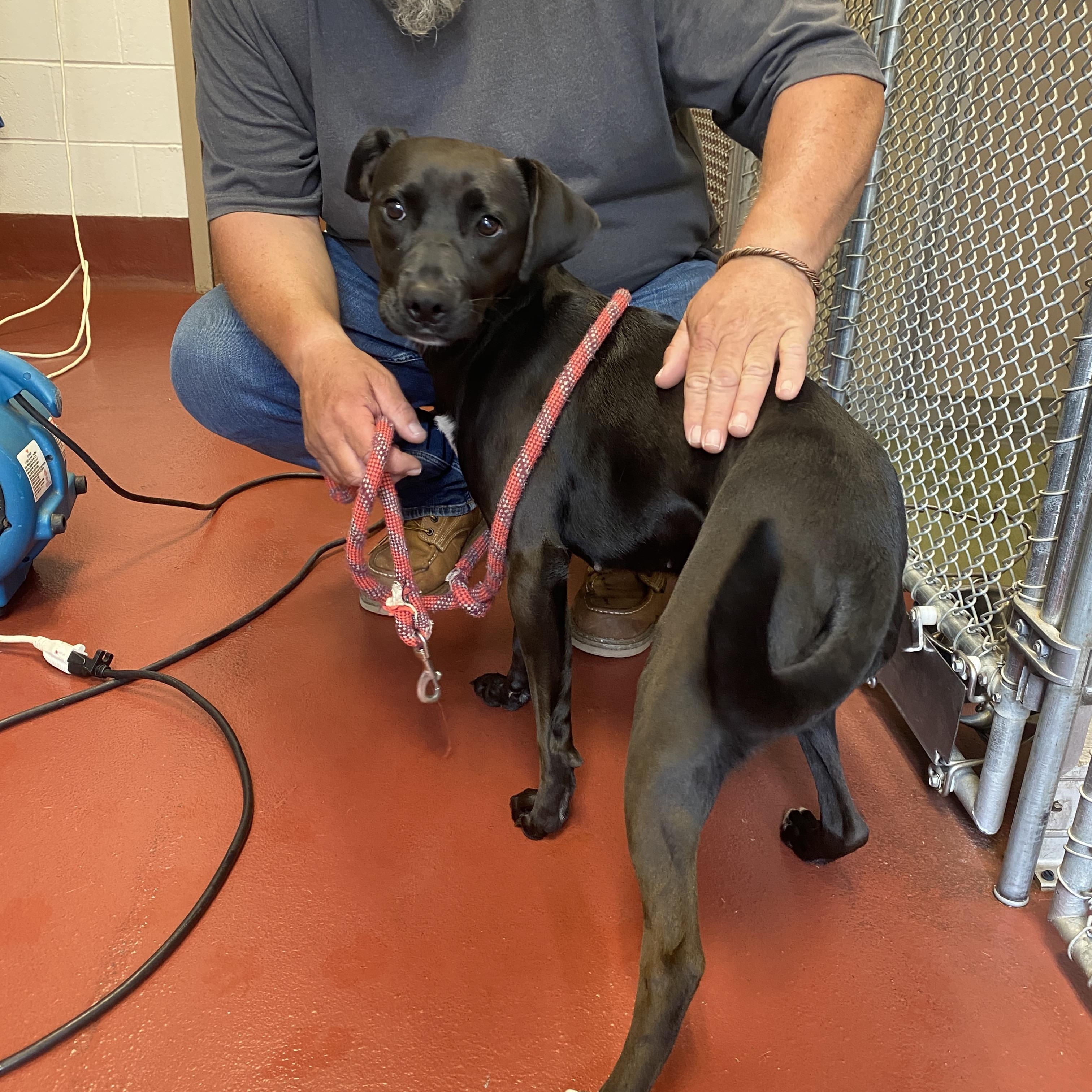 Enlarge Scooby, a Adoptable mixed breed in Hot Springs, VA image 3/5