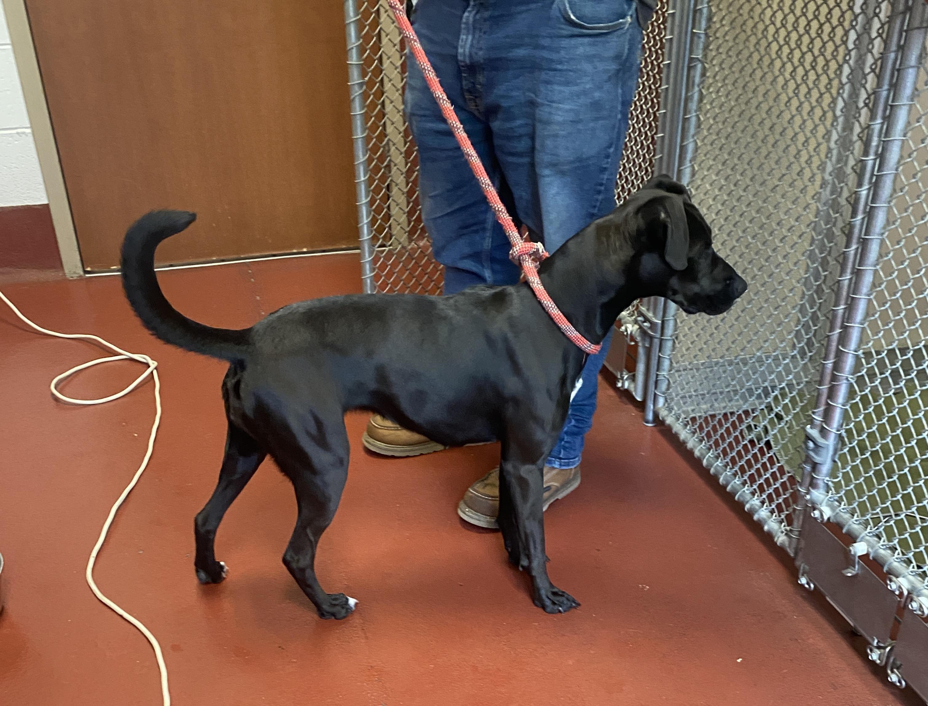 Enlarge Scooby, a Adoptable mixed breed in Hot Springs, VA image 4/5