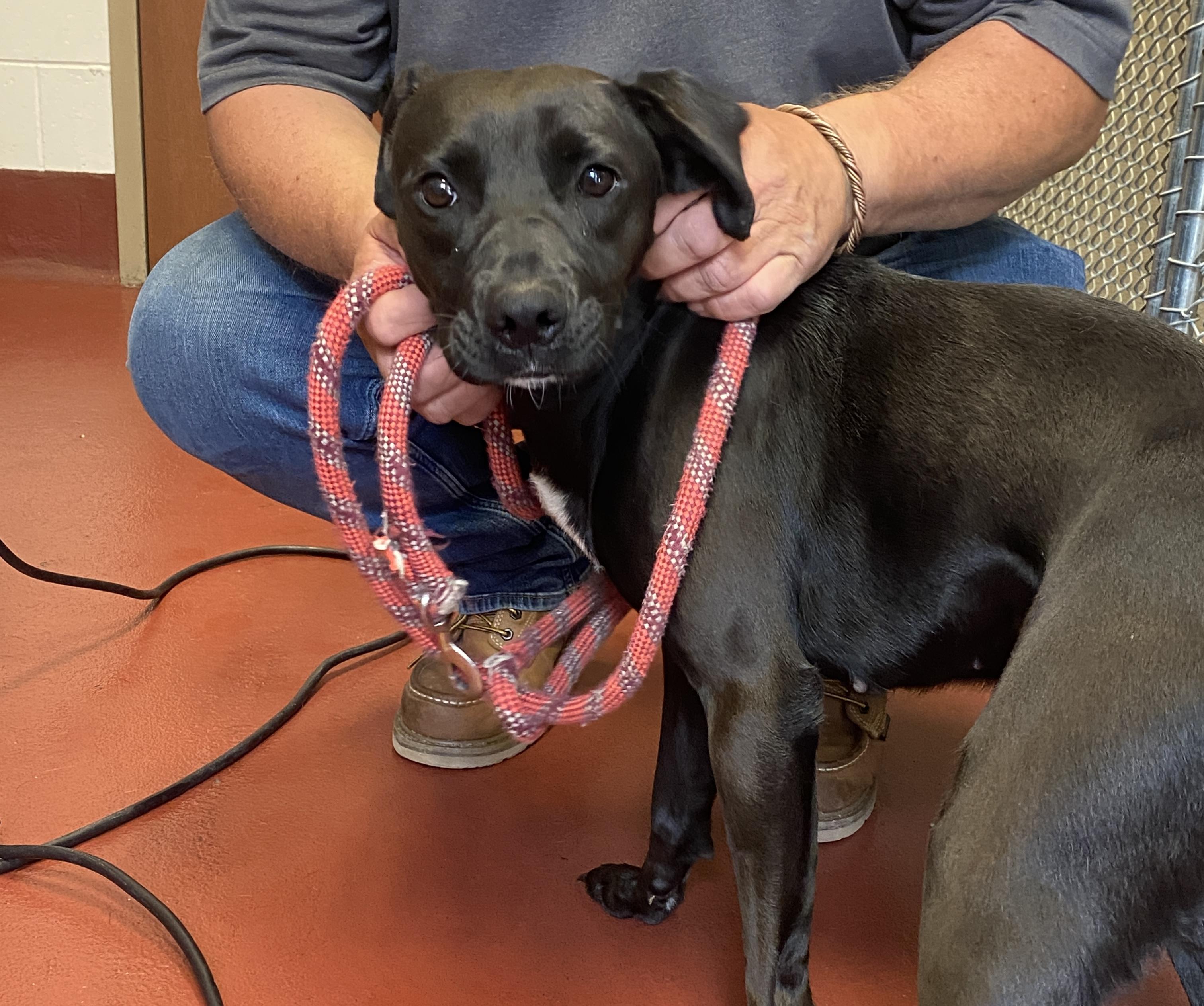 Enlarge Scooby, a Adoptable mixed breed in Hot Springs, VA image 1/5