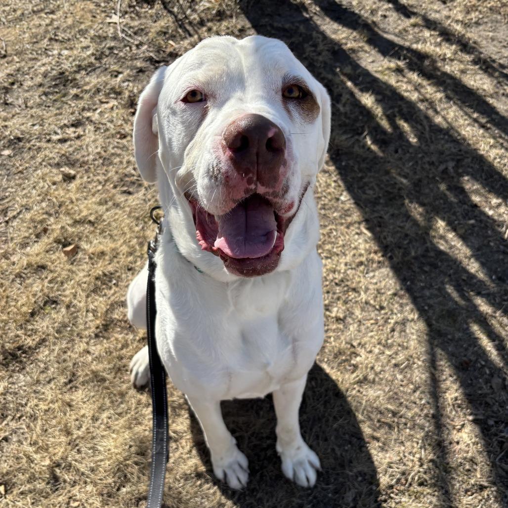 Beethoven, Adoptable, Adult Male Boxer & Saint Bernard.