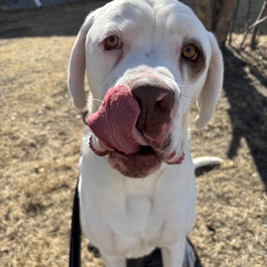Enlarge Beethoven, a Adoptable mixed breed in Wadena, MN image 2/6