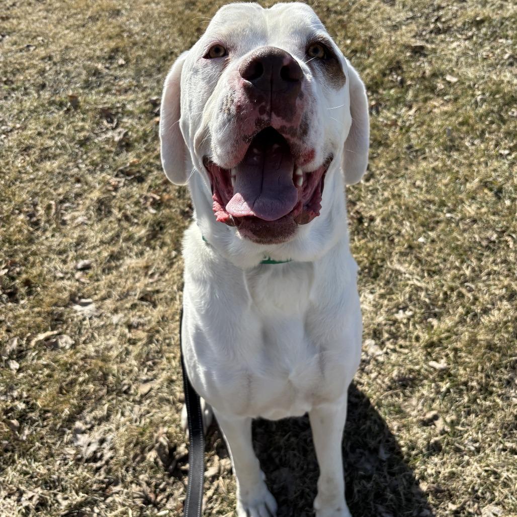 Enlarge Beethoven, a Adoptable mixed breed in Wadena, MN image 3/6