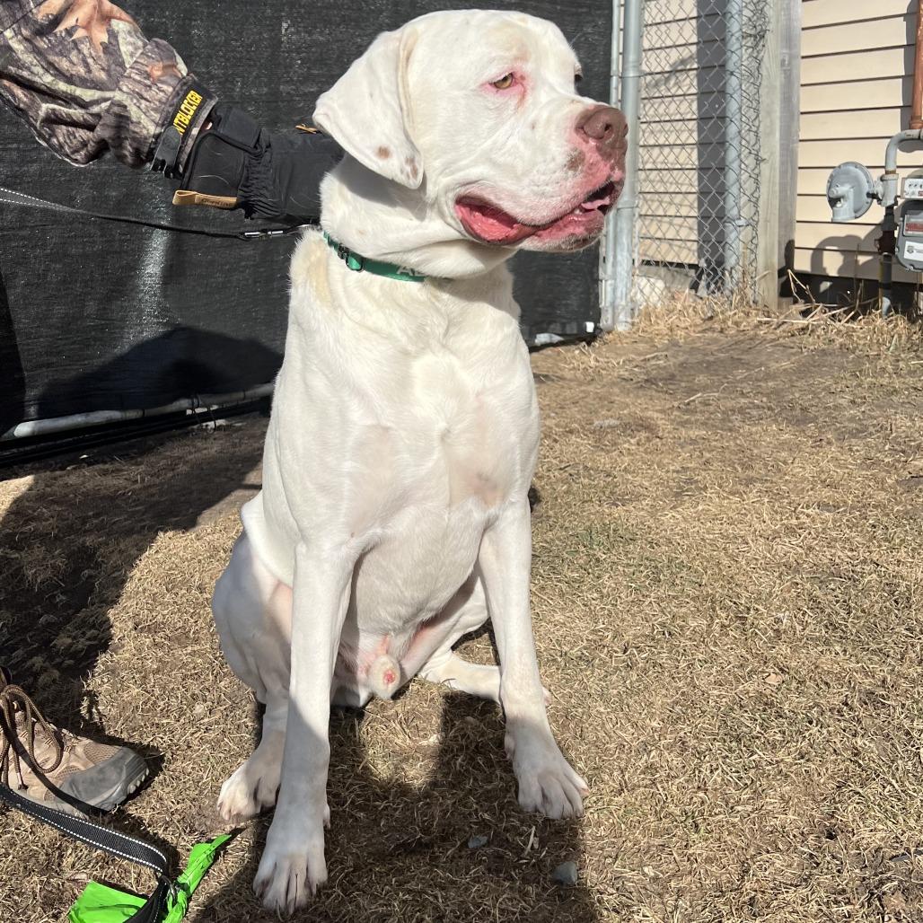 Enlarge Beethoven, a Adoptable mixed breed in Wadena, MN image 4/6