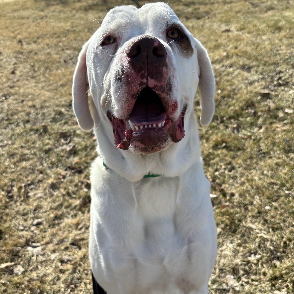 Enlarge Beethoven, a Adoptable mixed breed in Wadena, MN image 5/6