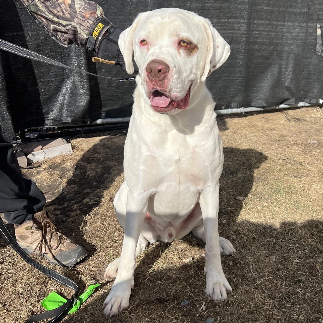 Enlarge Beethoven, a Adoptable mixed breed in Wadena, MN image 6/6