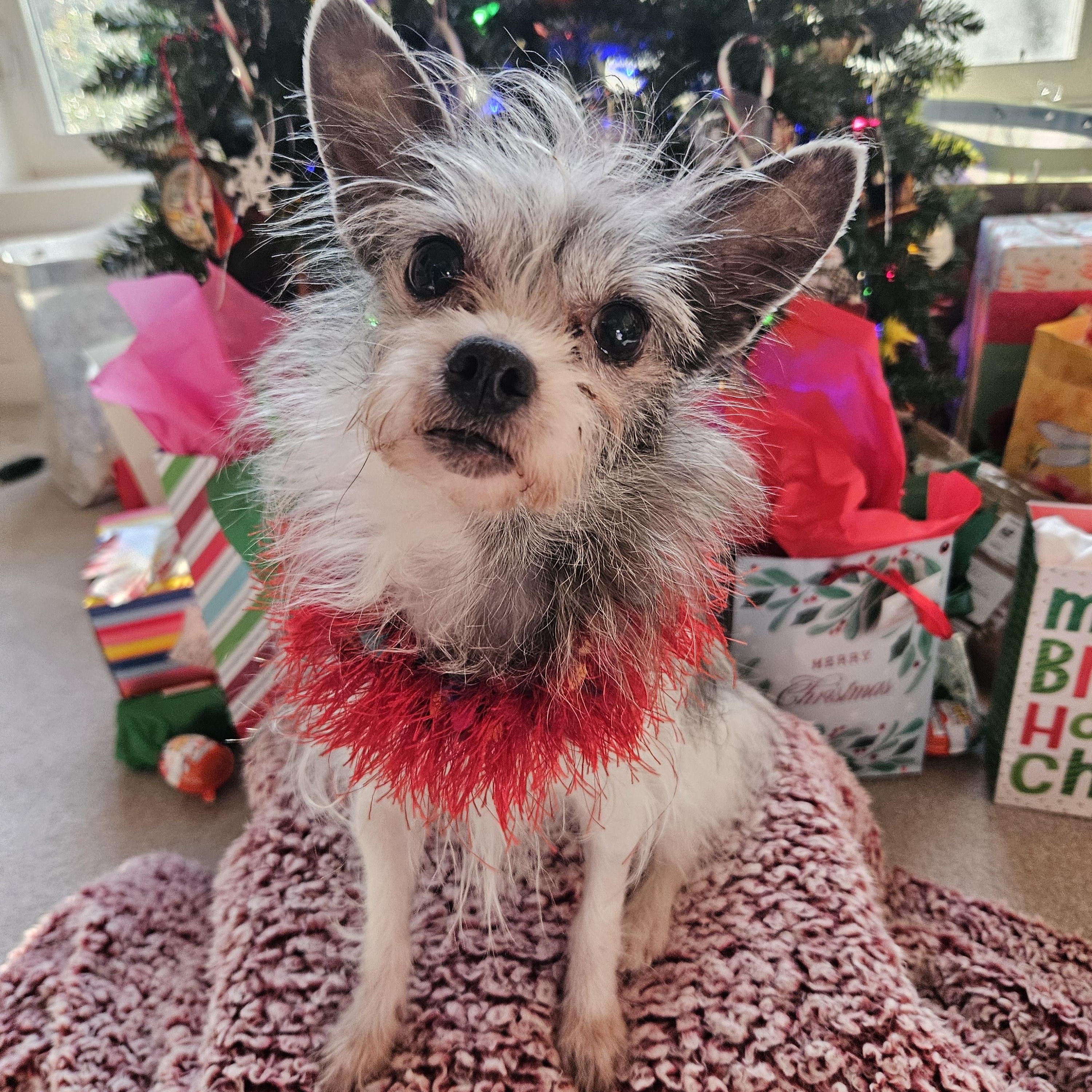 Sapphire, a Adoptable mixed breed image 6/6