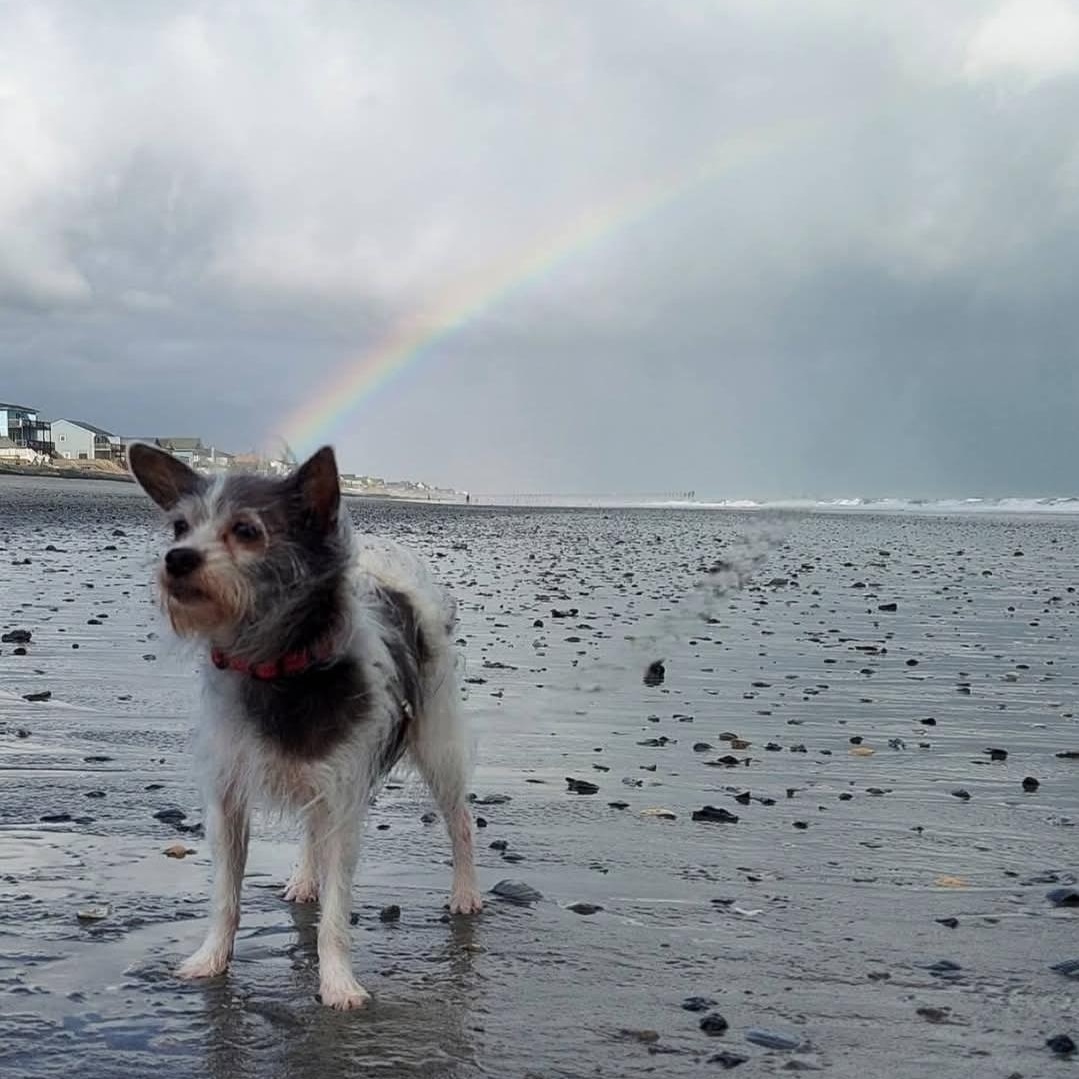 Sapphire, Adoptable, Adult Female Yorkshire Terrier & Chihuahua.