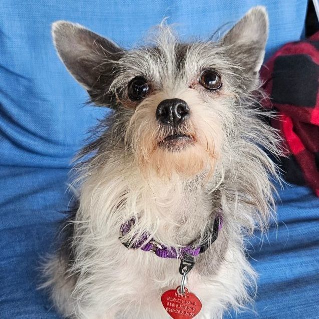 Sapphire, a Adoptable mixed breed image 2/6