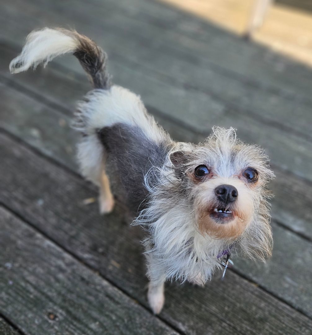 Sapphire, a Adoptable mixed breed image 5/6