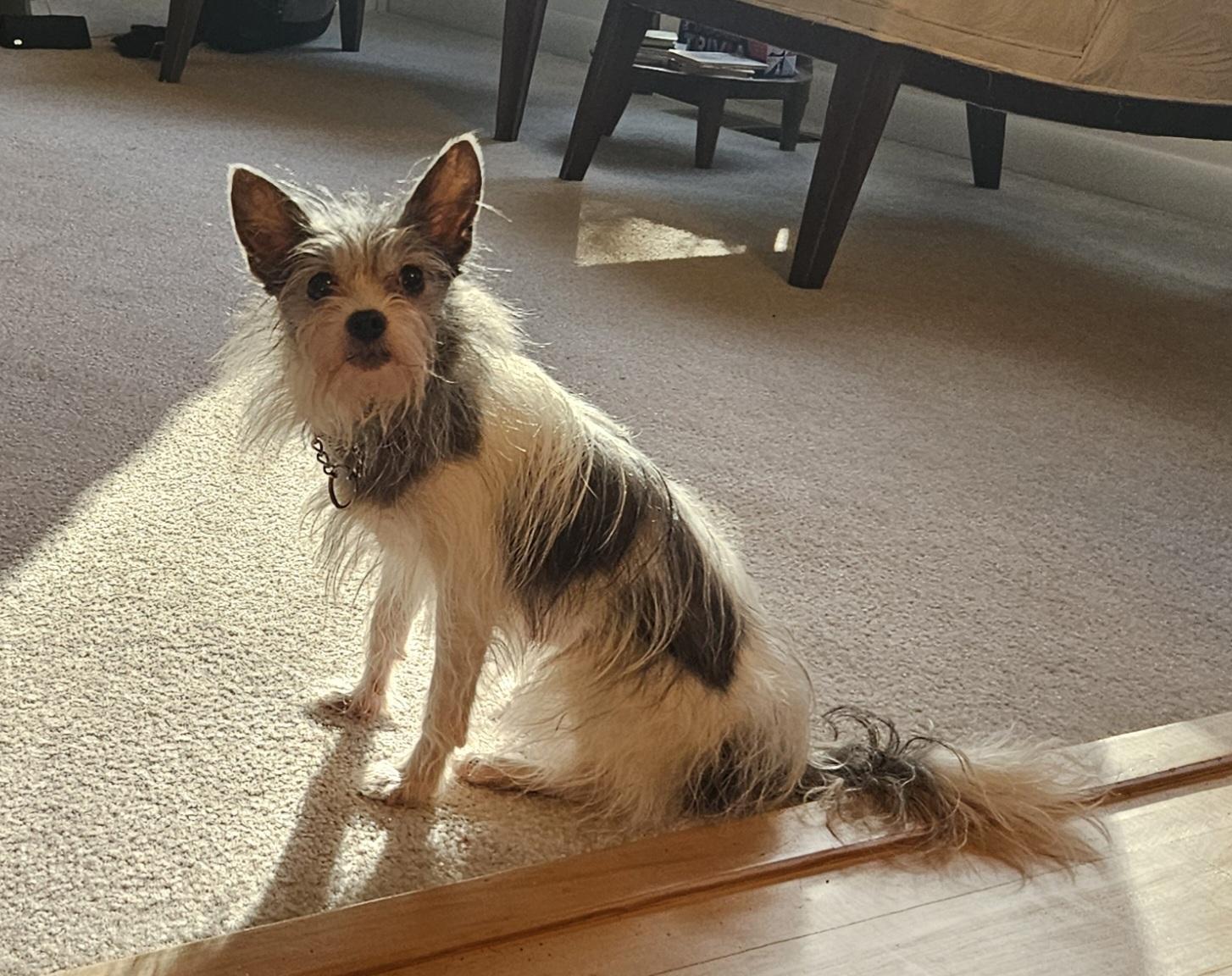 Enlarge Sapphire, a Adoptable mixed breed in Raleigh, NC image 2/6