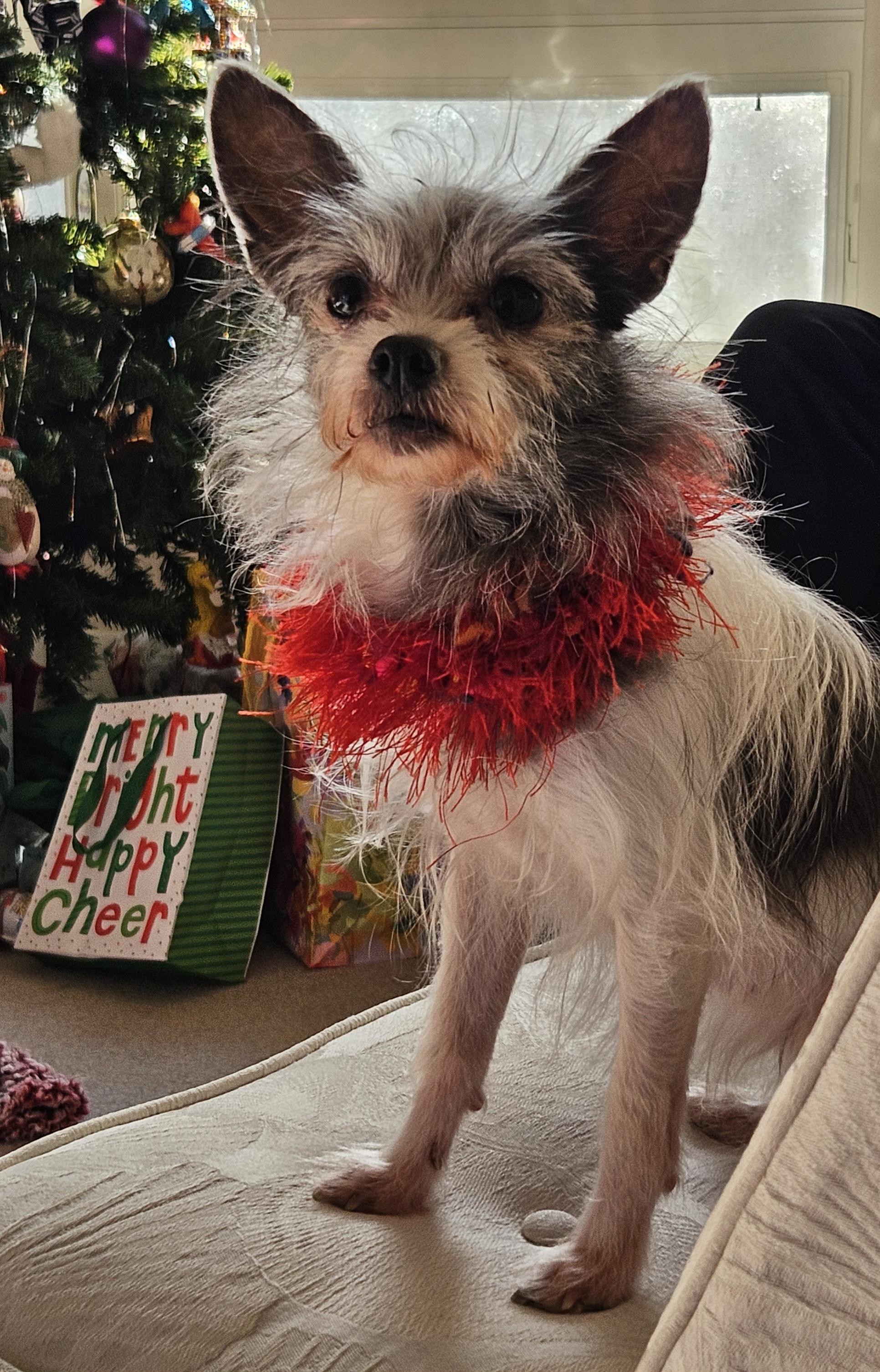 Sapphire, a Adoptable mixed breed image 3/6