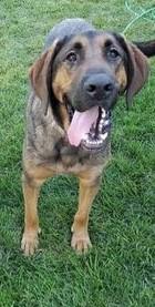 Enlarge Bo, a Adoptable mixed breed in Grantsville, UT image 2/3