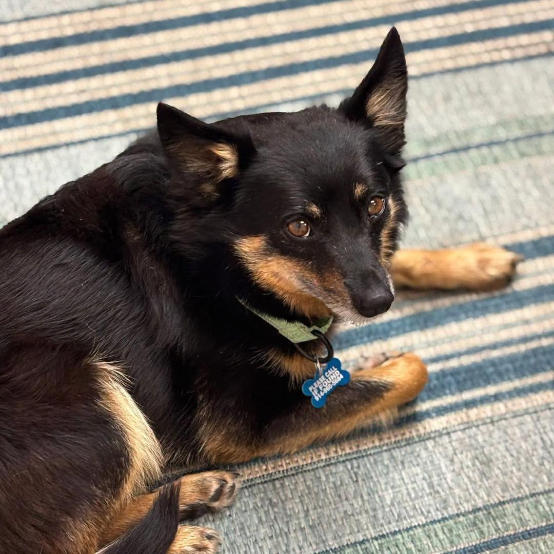 Chava, ADOPTABLE, Senior Male Australian Shepherd.