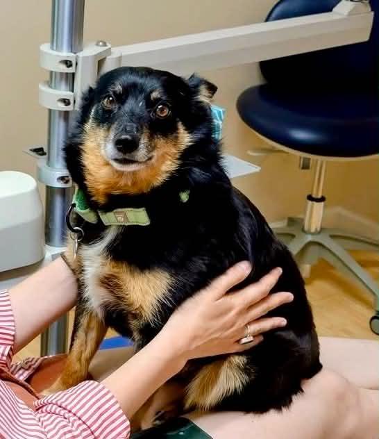 Chava, a ADOPTABLE Australian Shepherd in Wappingers Falls, NY image 3/3