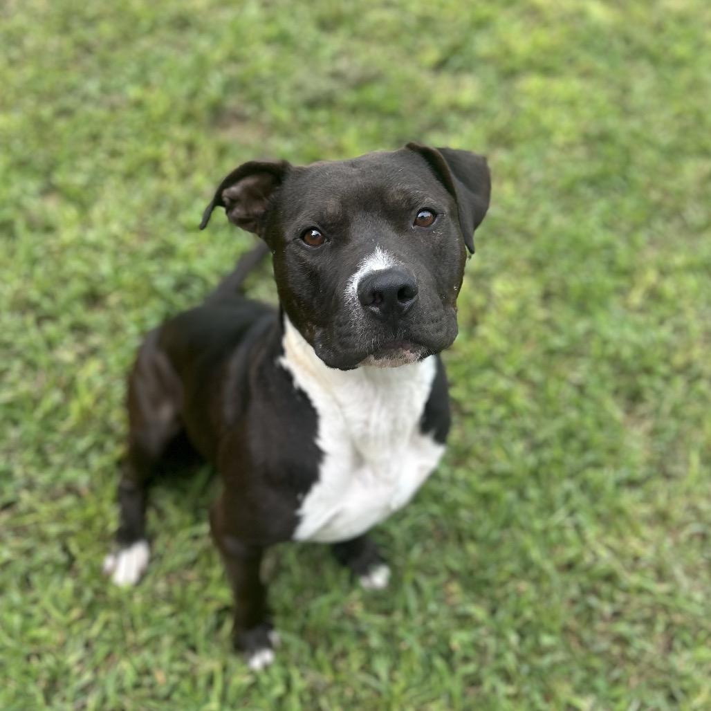 Cabbage, Adoptable, Adult Male Pit Bull Terrier.