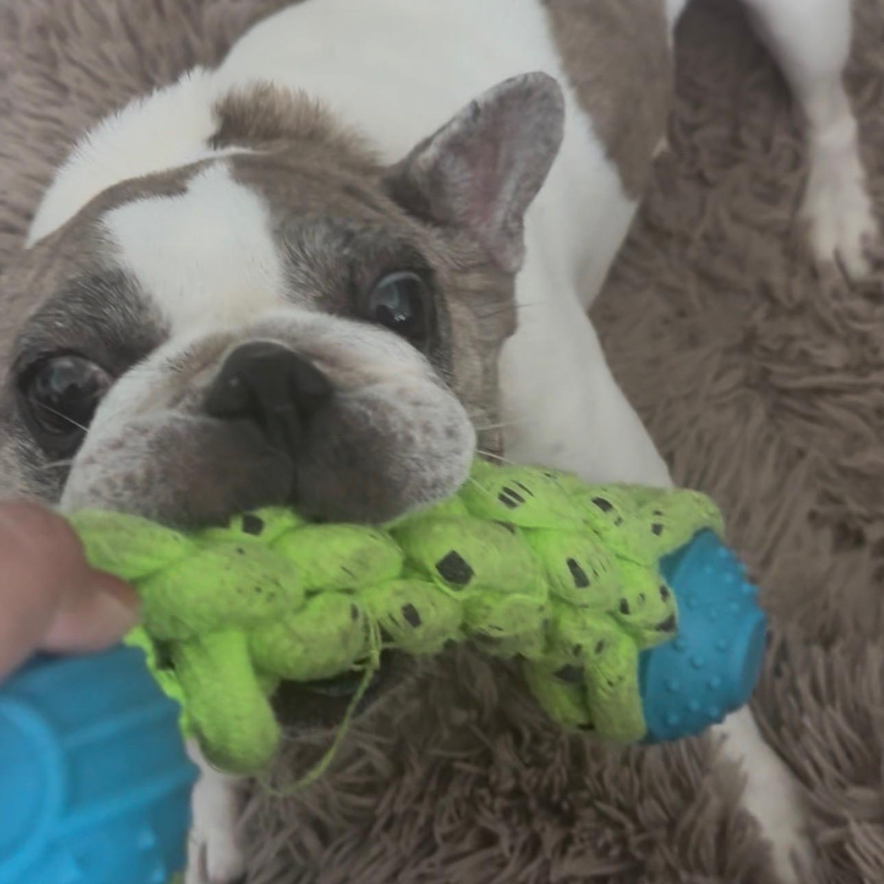 Enlarge Babette — The Tiny Frenchie With a Big Personality, a Adoptable French Bulldog in Enola, PA image 6/6