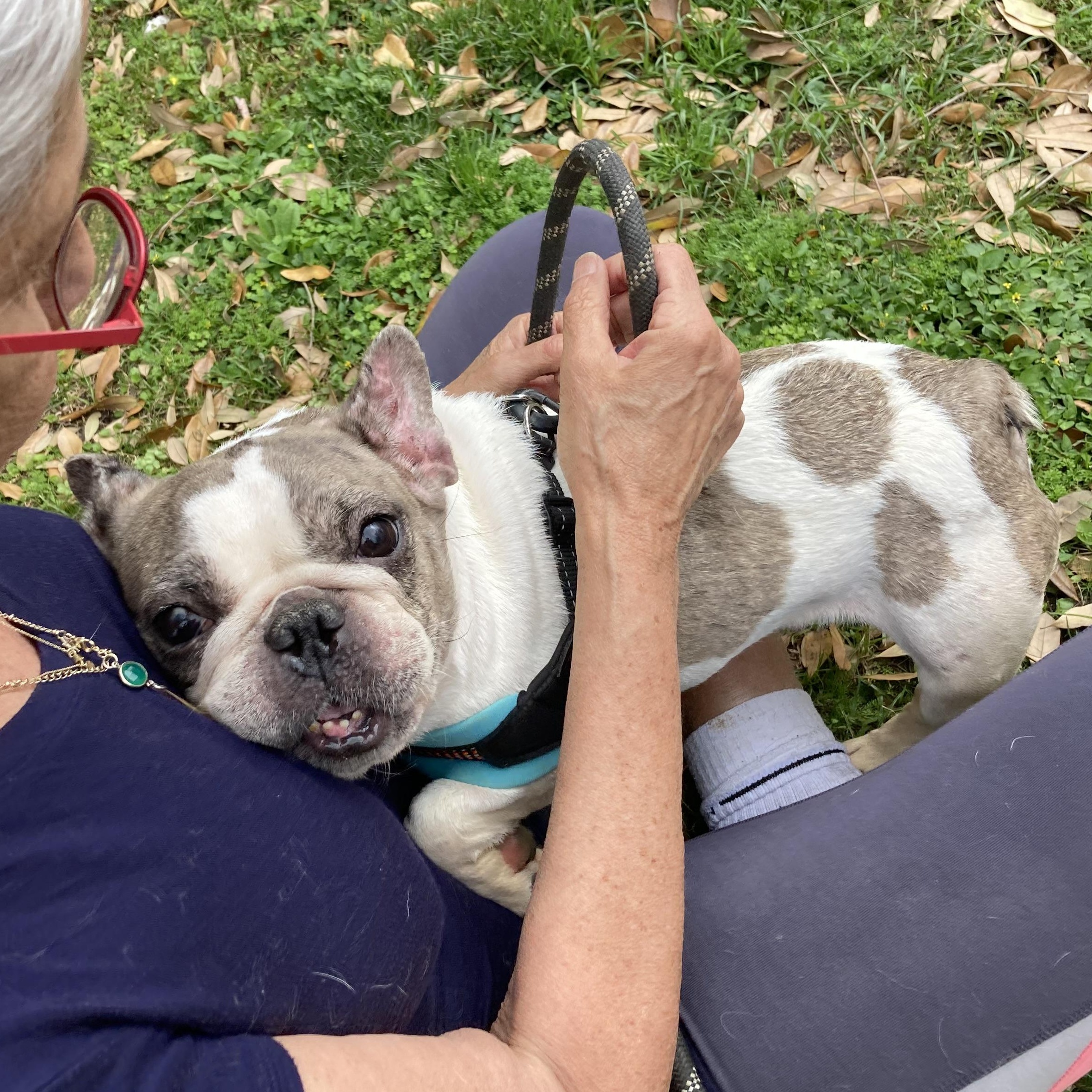 Enlarge Babette — The Tiny Frenchie With a Big Personality, a Adoptable French Bulldog in Enola, PA image 4/6