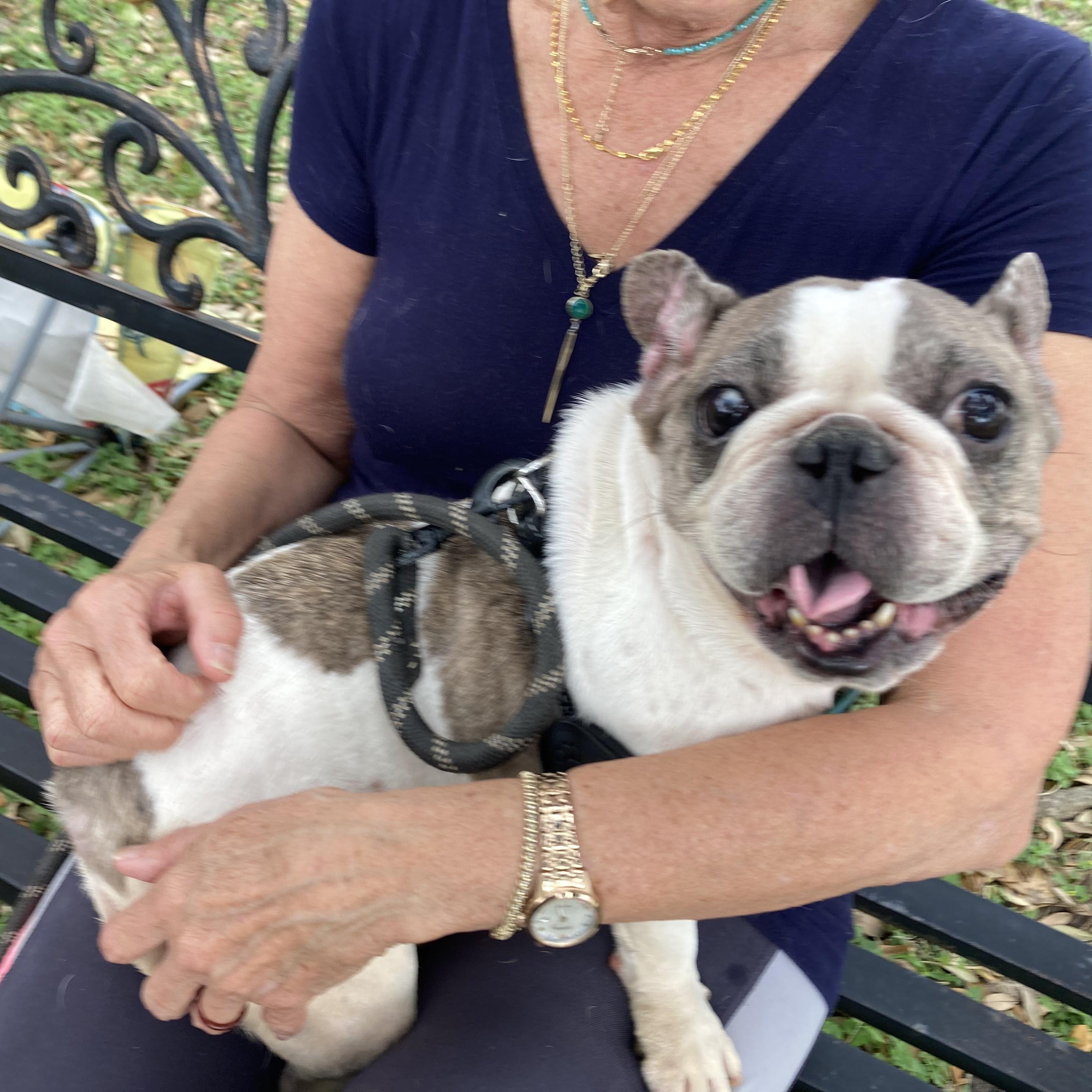 Enlarge Babette — The Tiny Frenchie With a Big Personality, a Adoptable French Bulldog in Enola, PA image 2/6