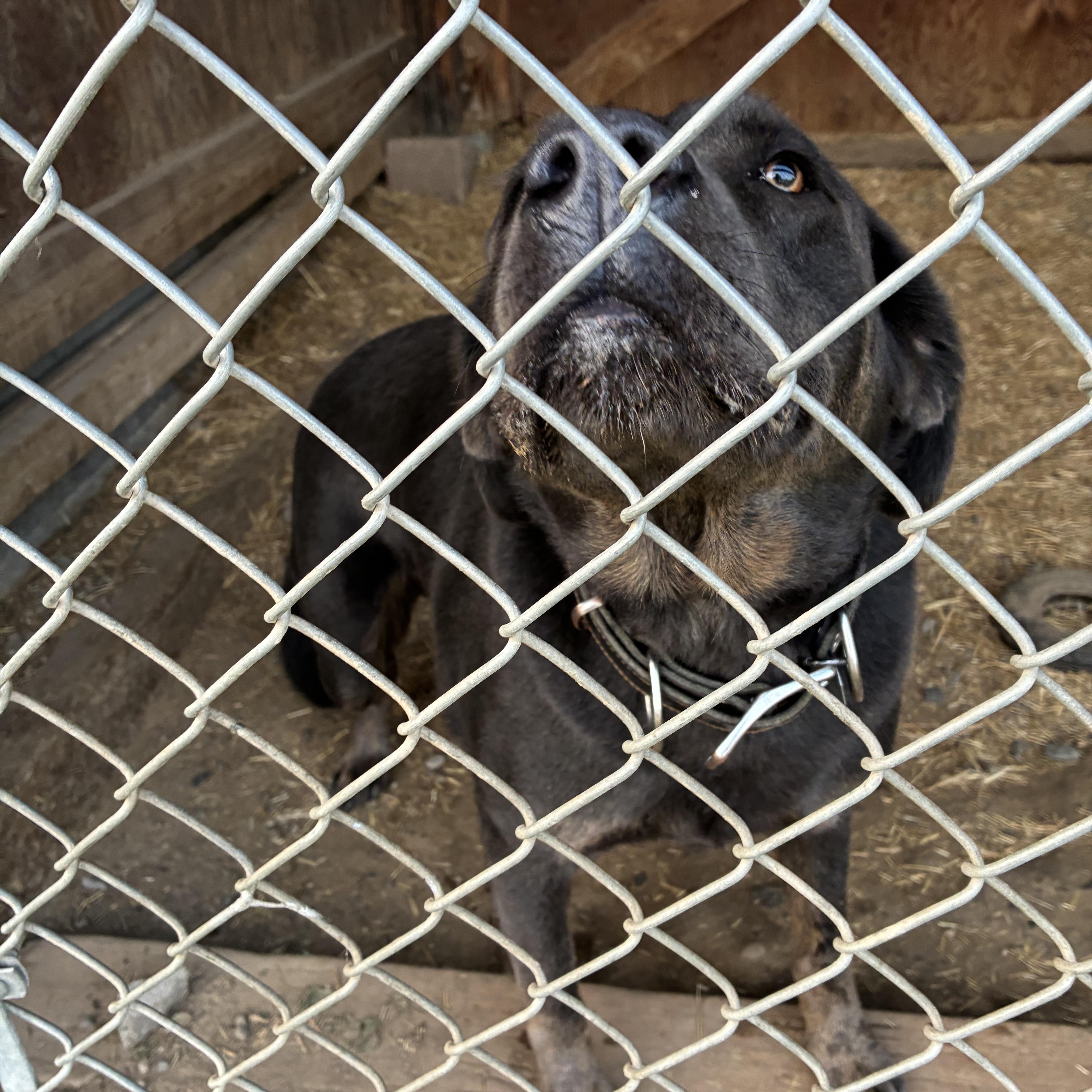 Eze, a ADOPTABLE mixed breed in Bonners Ferry, ID image 3/5