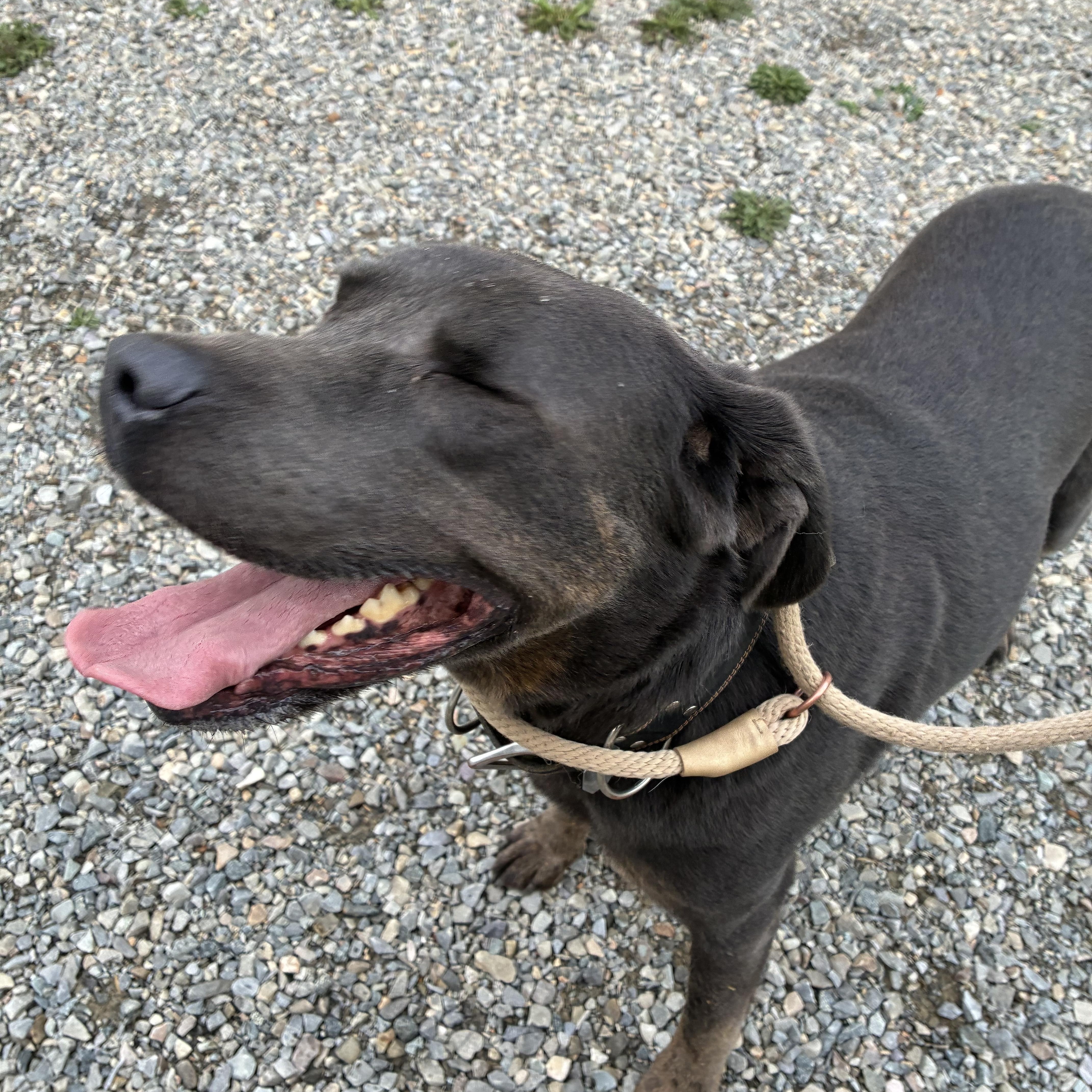 Eze, a ADOPTABLE mixed breed in Bonners Ferry, ID image 2/5