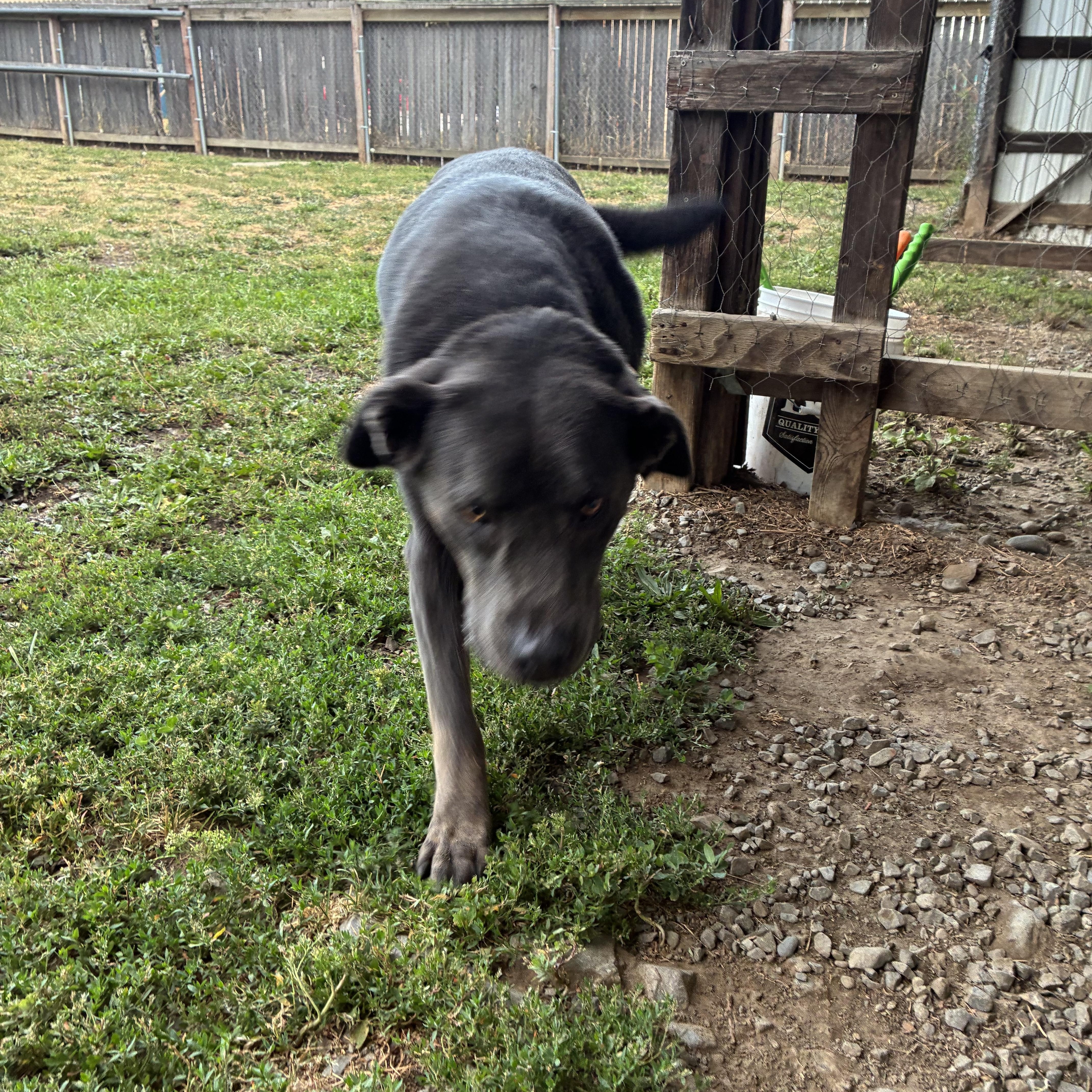 Eze, a ADOPTABLE mixed breed in Bonners Ferry, ID image 4/5