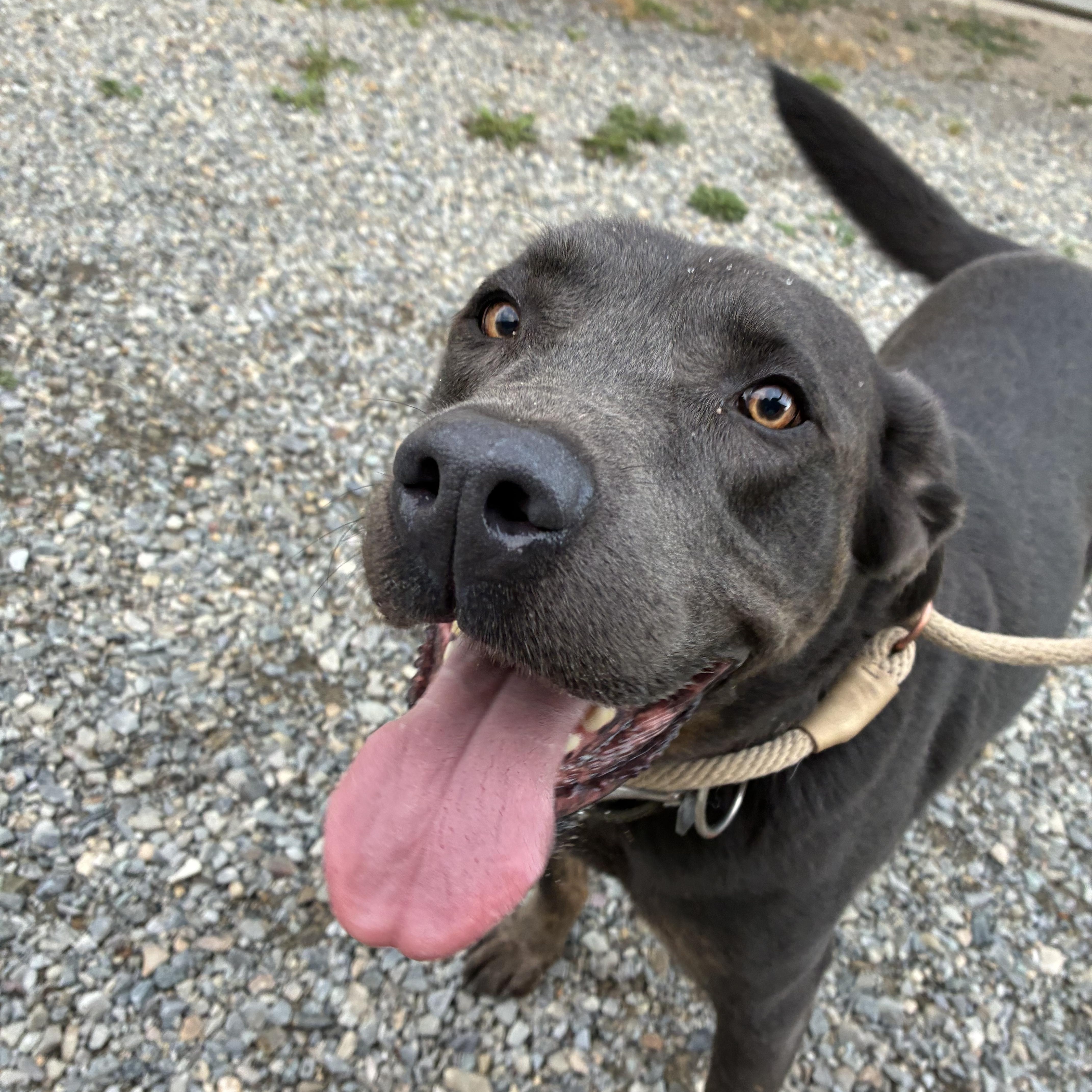 Eze, a ADOPTABLE mixed breed in Bonners Ferry, ID image 1/5