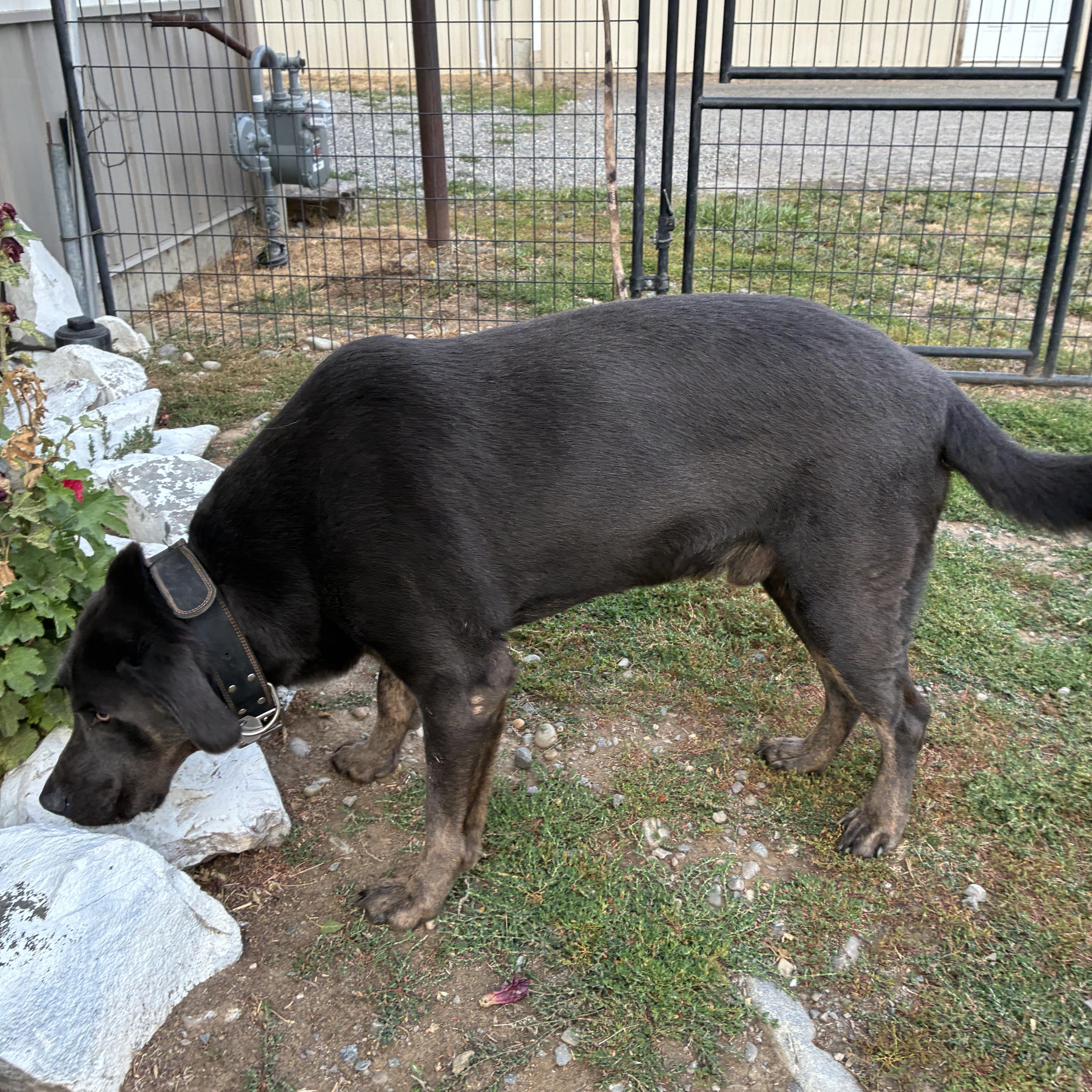 Eze, a ADOPTABLE mixed breed in Bonners Ferry, ID image 5/5