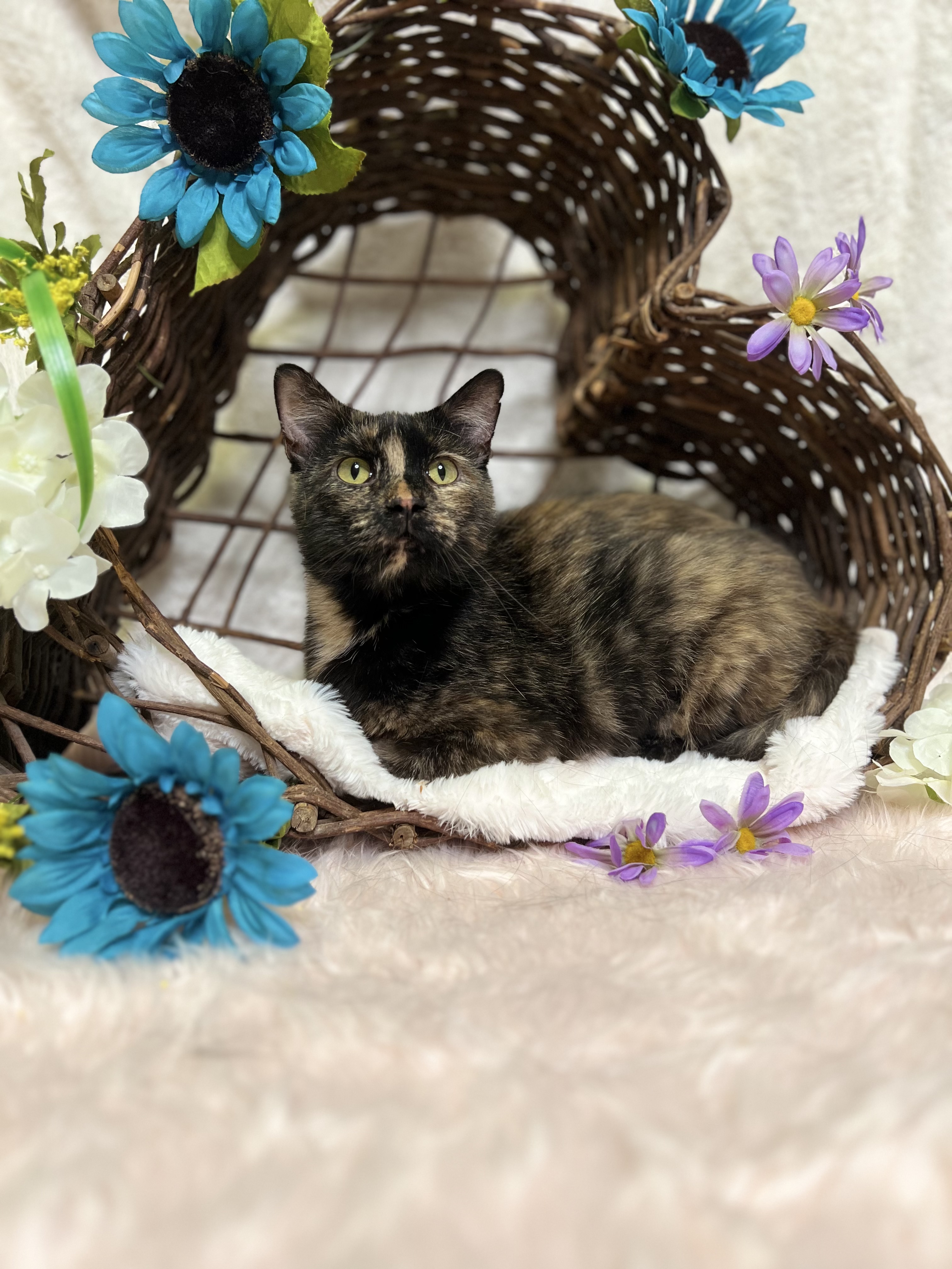 Blue, a Adoptable Tortoiseshell in Newton, IL image 1/6