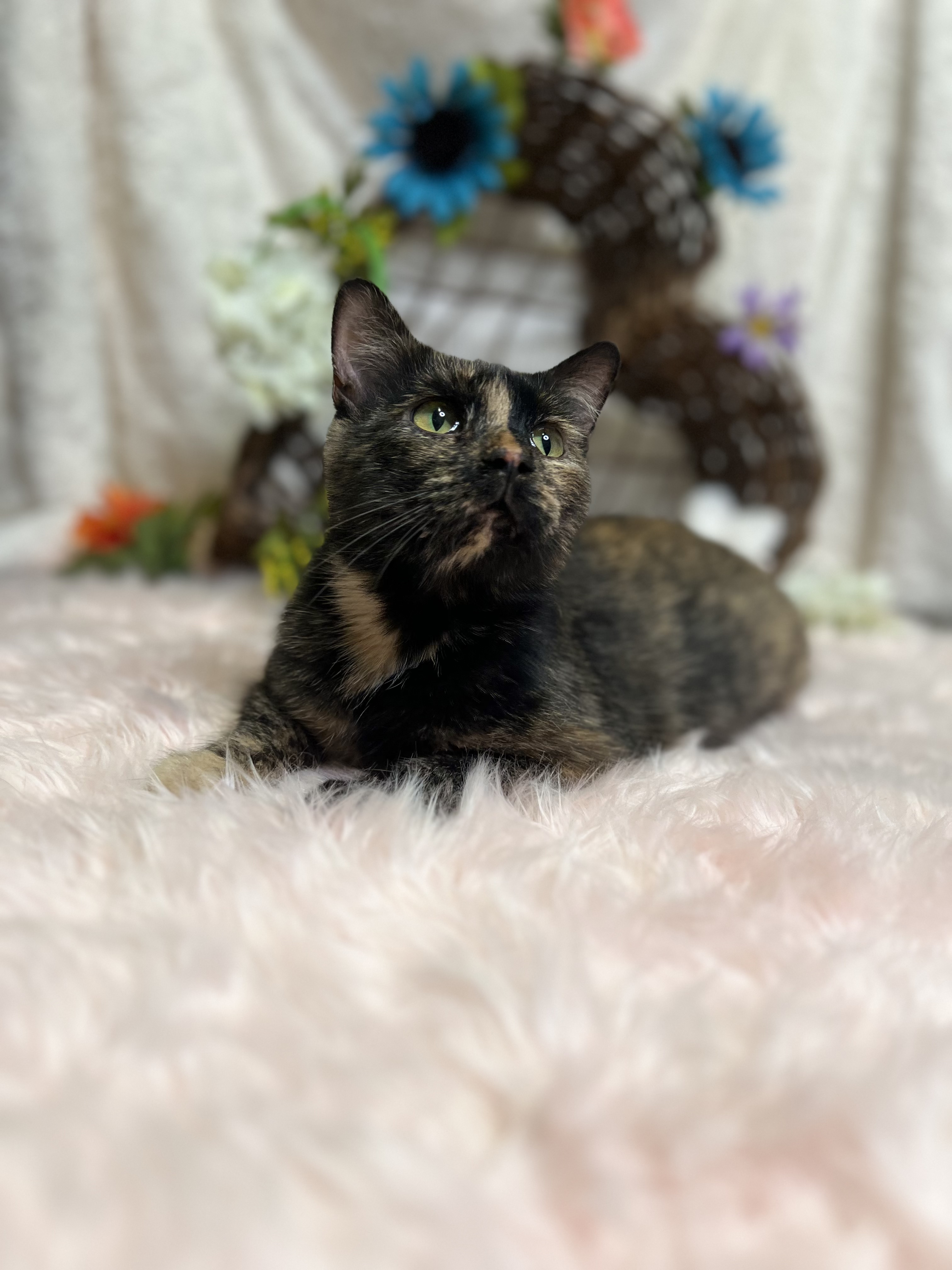 Blue, a Adoptable Tortoiseshell in Newton, IL image 2/6