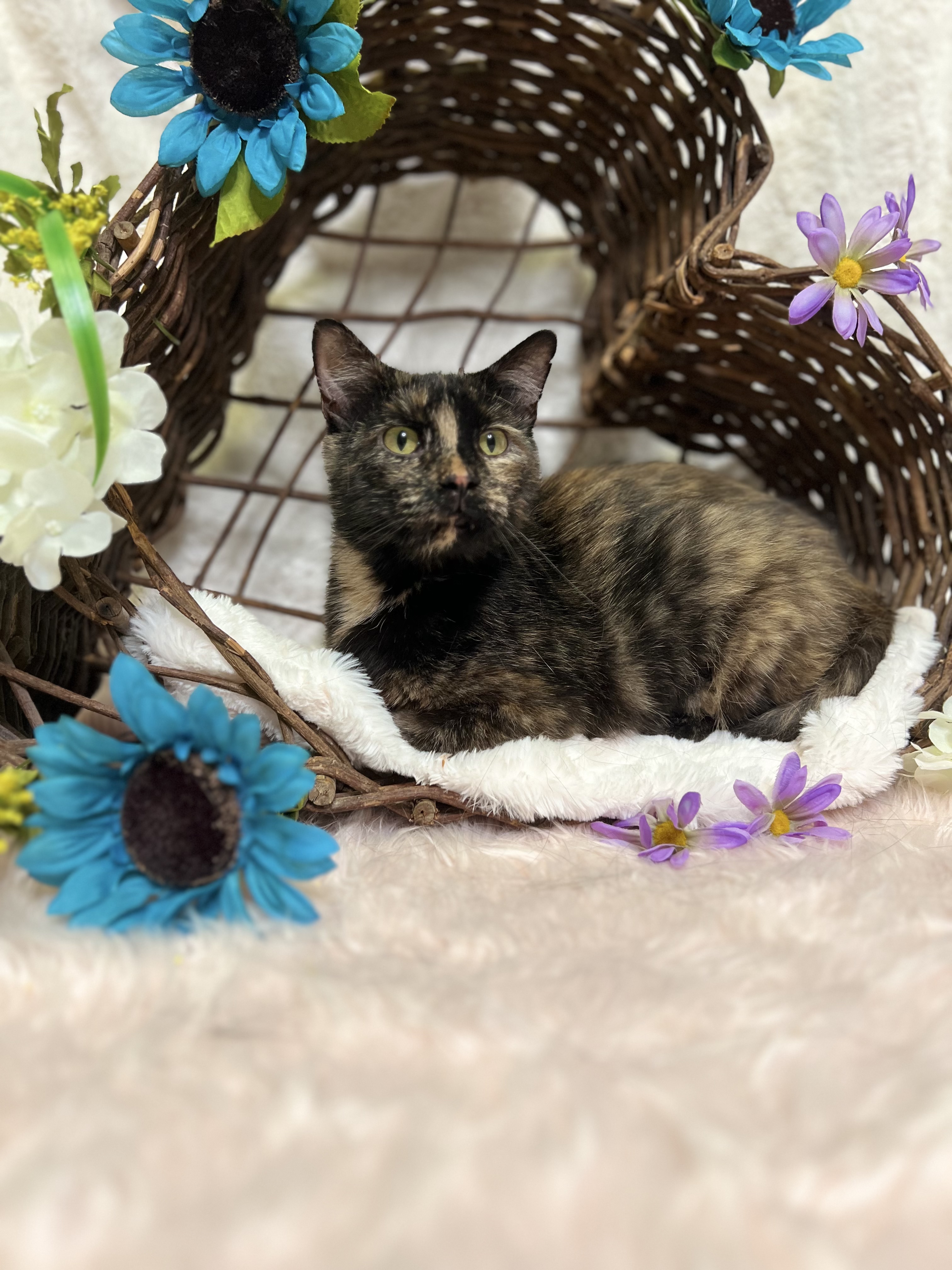 Blue, a Adoptable Tortoiseshell in Newton, IL image 3/6