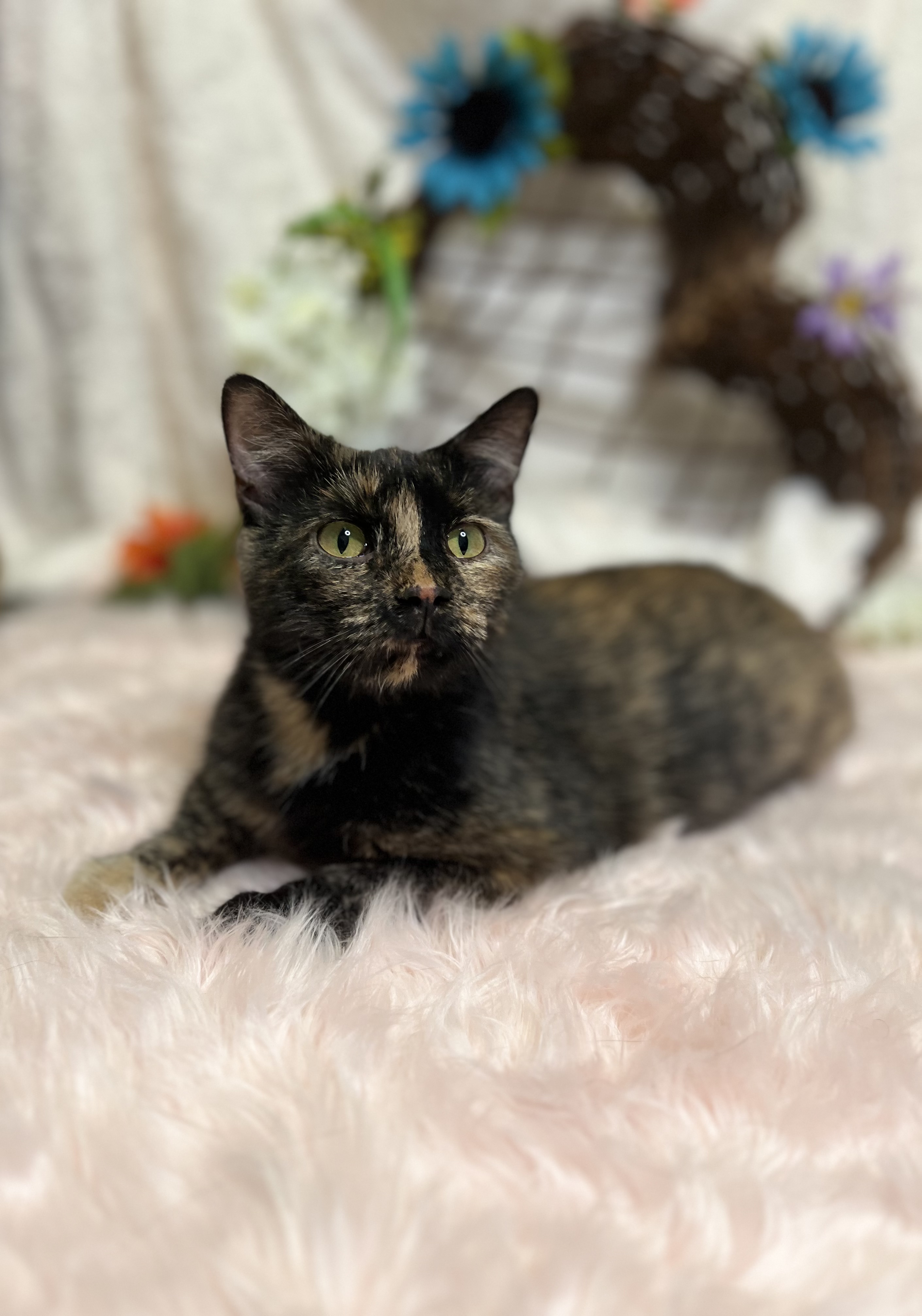 Blue, a Adoptable Tortoiseshell in Newton, IL image 4/6