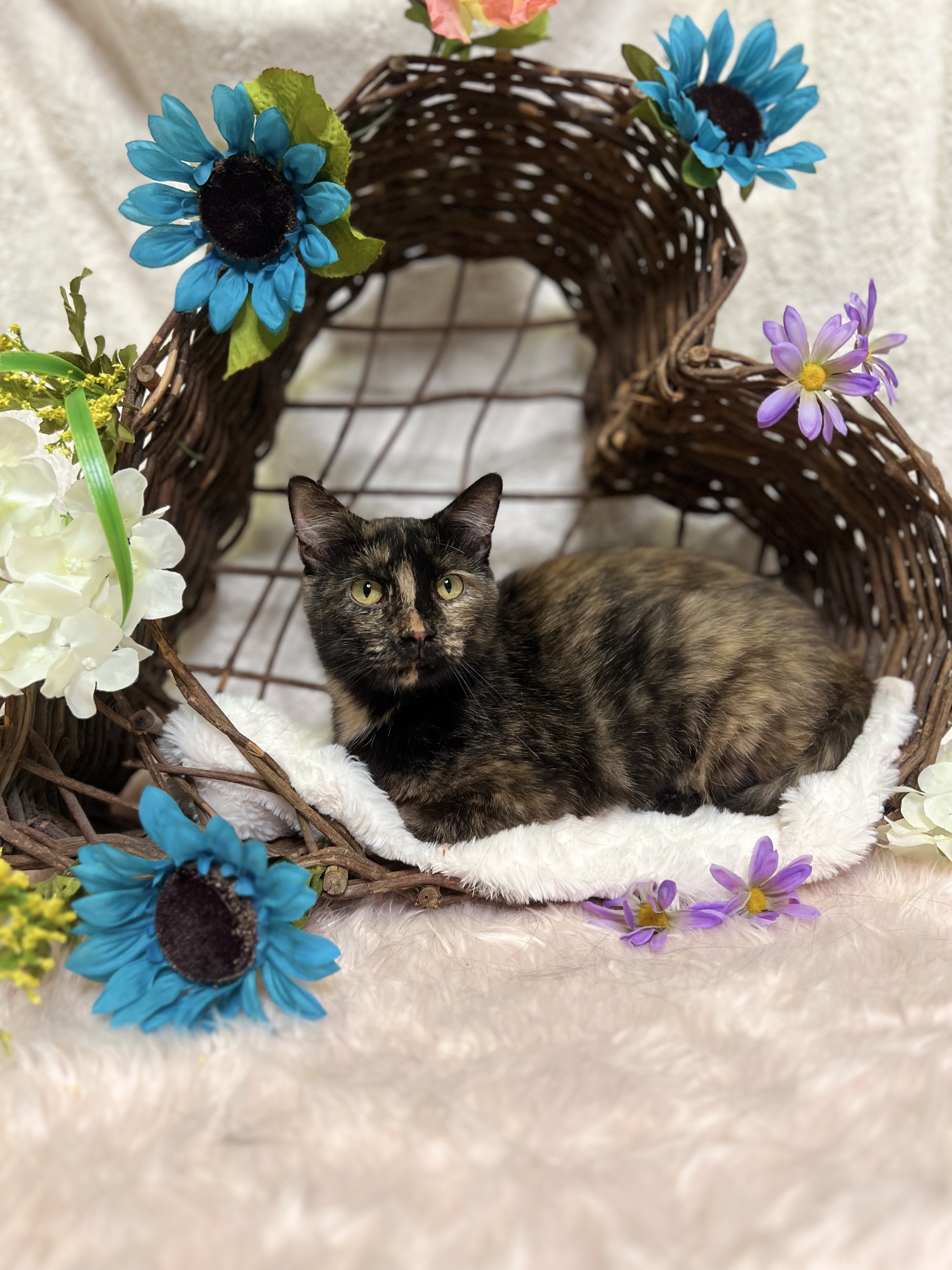 Blue, a Adoptable Tortoiseshell in Newton, IL image 5/6