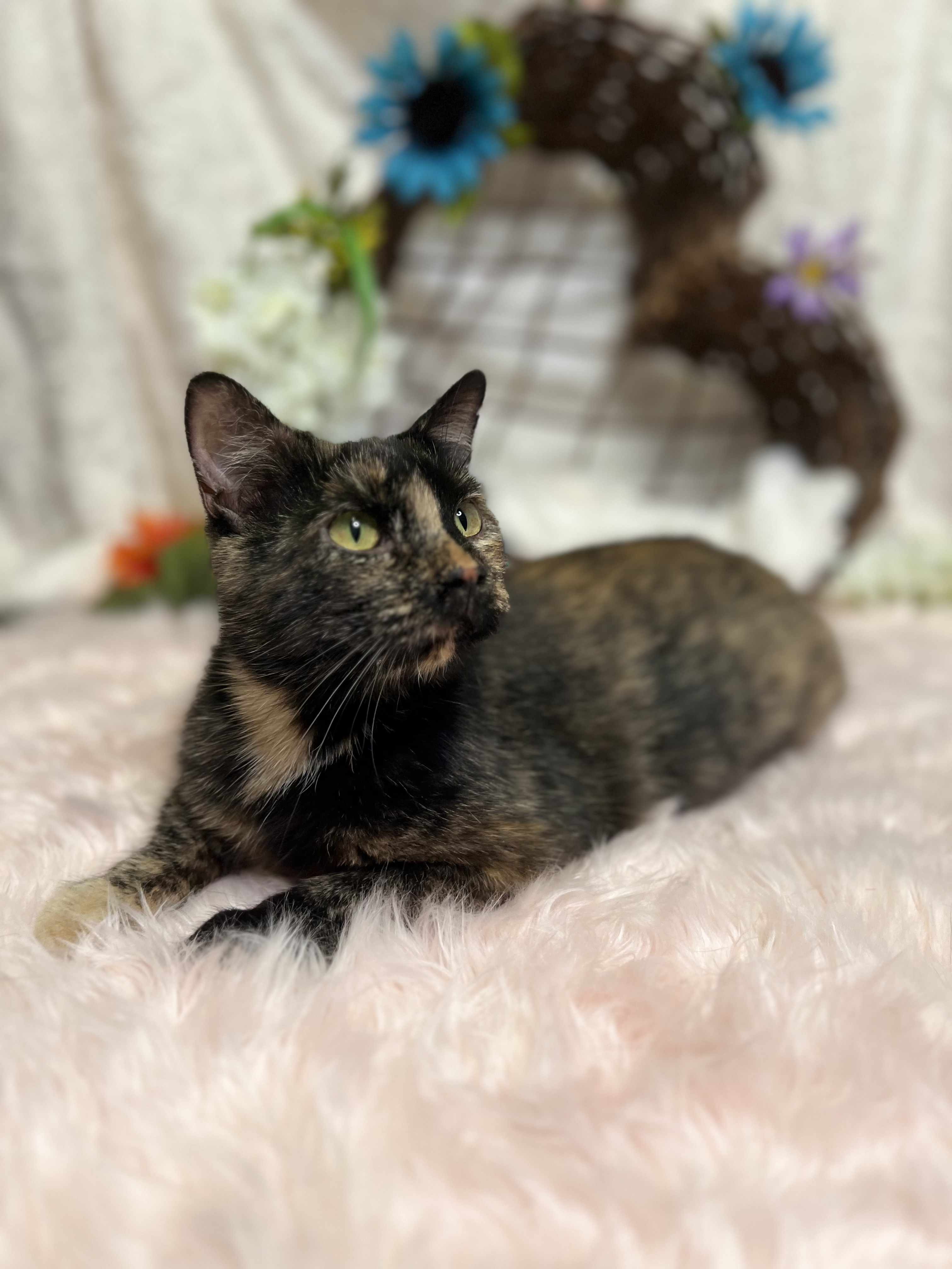 Blue, a Adoptable Tortoiseshell in Newton, IL image 6/6