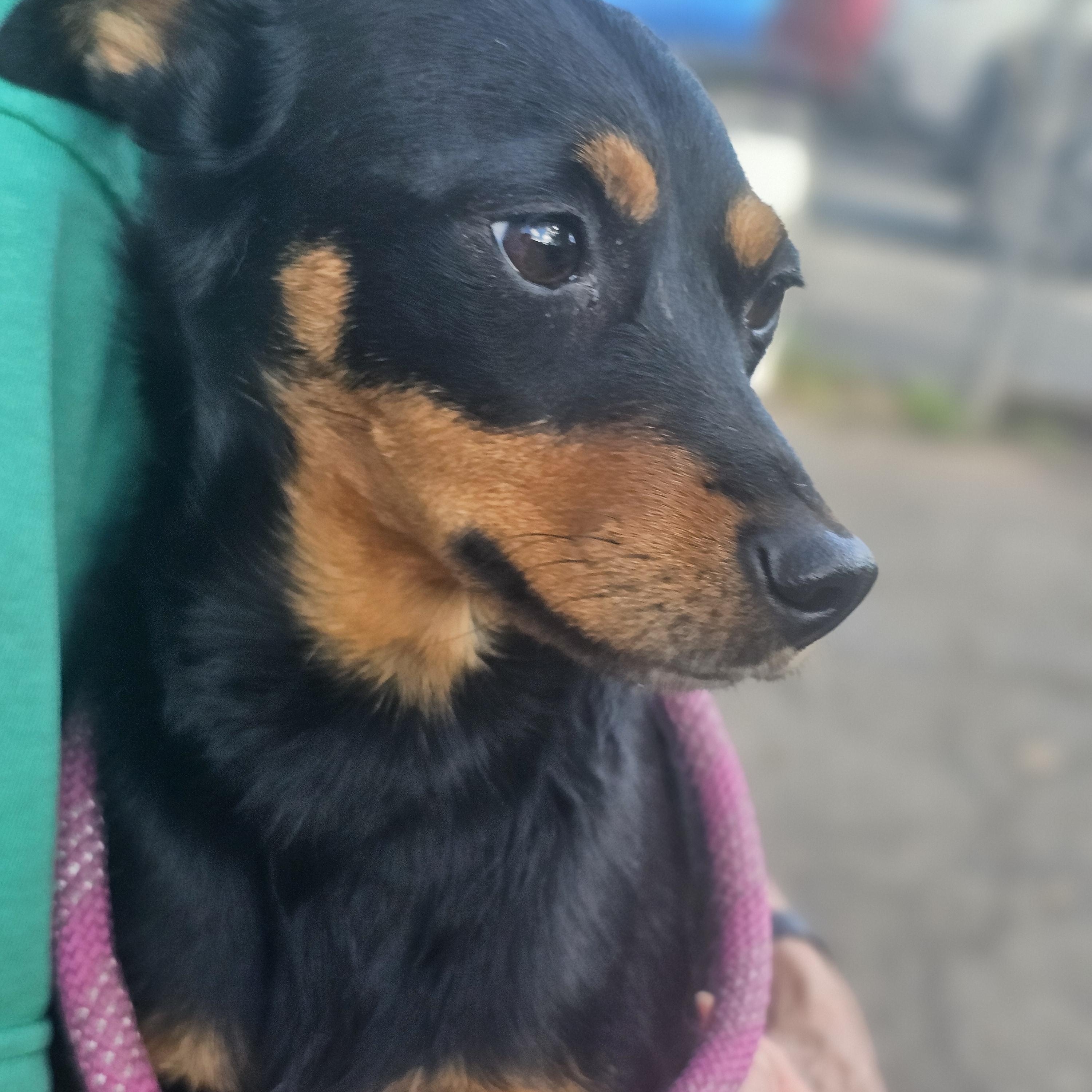 Enlarge Roxy, a Adoptable Miniature Pinscher in Ringwood, NJ image 6/6