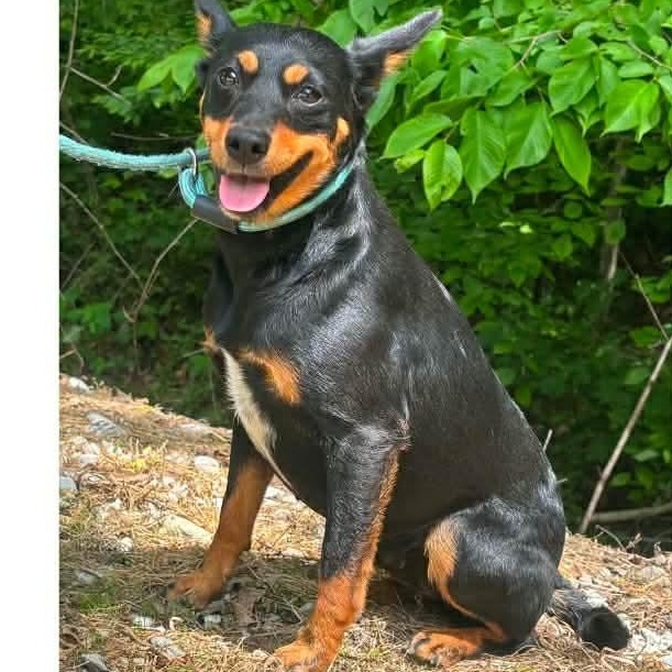 Roxy, Adoptable, Young Female Terrier.