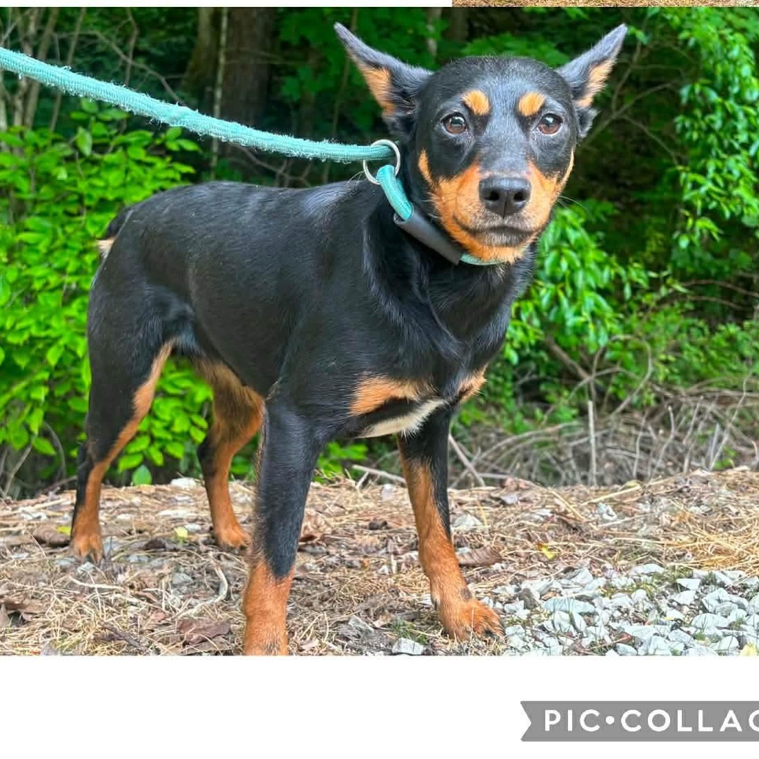Enlarge Roxy, a Adoptable Terrier in Ringwood, NJ image 2/2