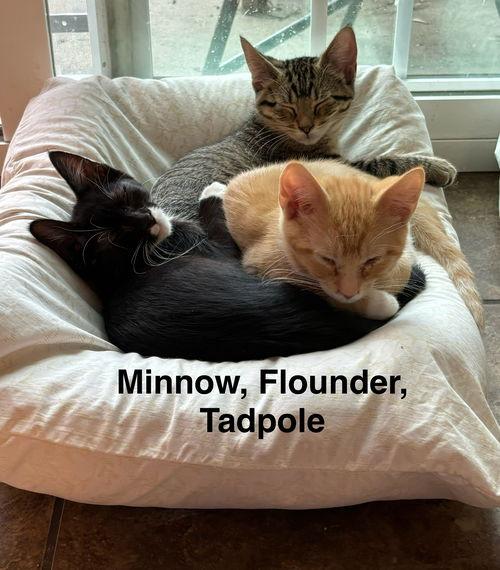 Flounder - Fondy Littr, a Adoptable mixed breed in Sheboygan, WI image 2/2