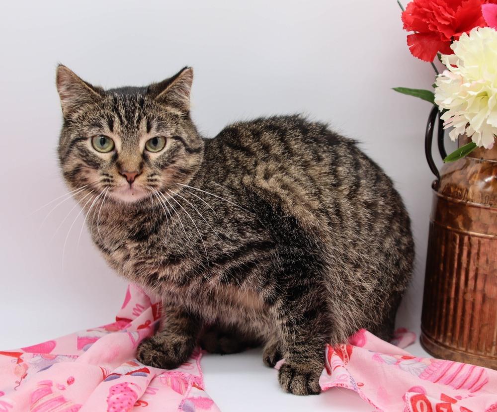 Enlarge Nougat, a Adoptable Domestic Short Hair in Muskegon, MI image 1/1