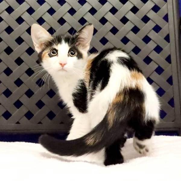 Sandy, Adoptable, Kitten Female Domestic Short Hair.