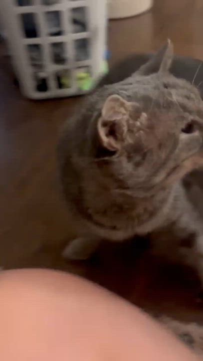 Enlarge Goose - Sweet and affectionate, a Adopted Domestic Short Hair in Greenfield, WI video 3/5